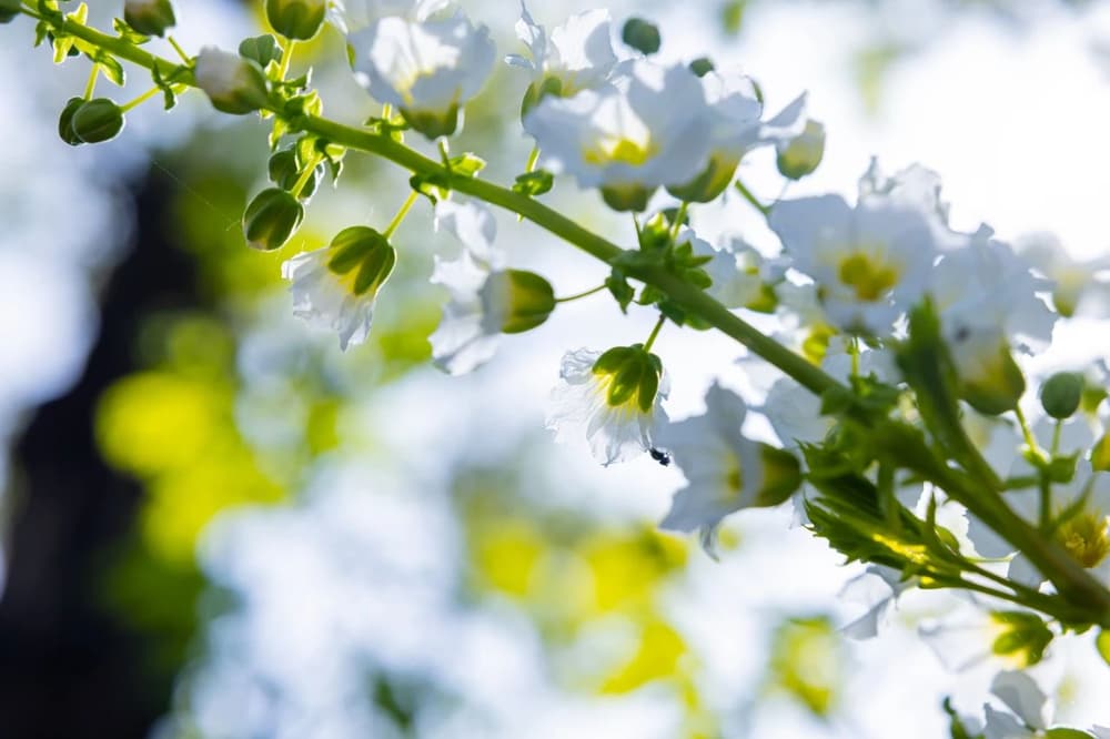 ��ϼ��ˣ�������֦֮��