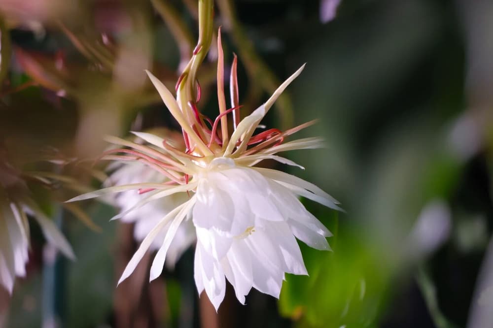 �𷨼���ʵ�ֳ�Խ